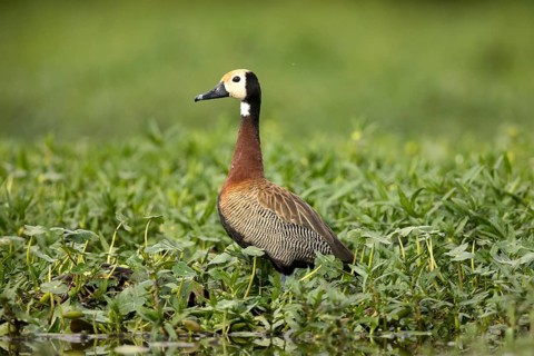 White-faced Whistling Duck (Dendrocygna viduata), Lake Ziway, Ethiopia