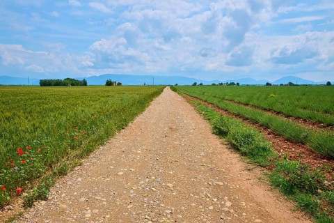 A dirt track leads straight ahead through green grain fields and lavender fields (Lavandula),