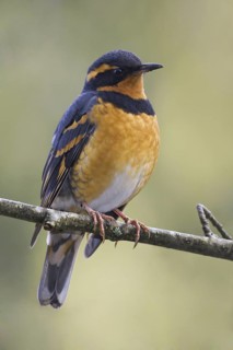 Varied Thrush (Ixoreus naevius), British Columbia, Canada