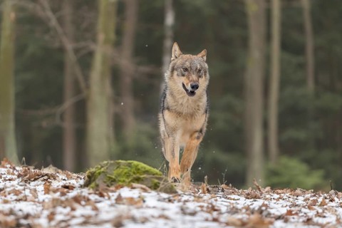 One young male eurasian gray wolf (Canis lupus lupus) running towards the camera over a forest