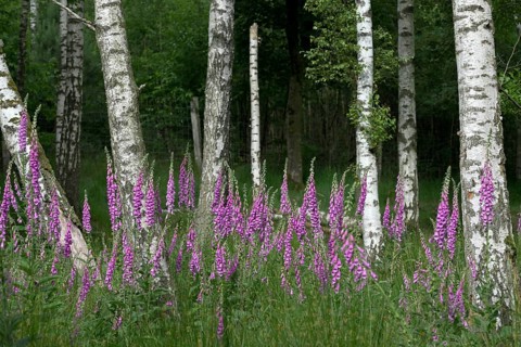 Common foxglove (Digitalis purpurea) and birch trees (Betula pendula), Lower Rhine, North