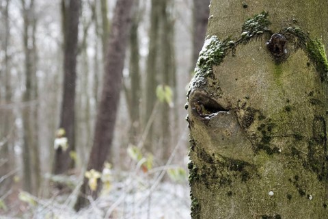 A tree trunk with moss, fish head-like growth, in a wintry forest with a mysterious atmosphere,