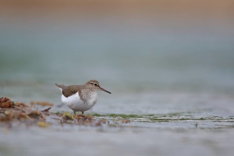 Common Sandpiper (Actitis hypoleucos) foraging, North Rhine-Westphalia, Germany