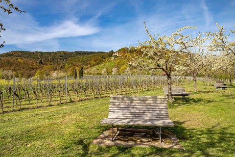 Sunbeds in the vineyard near Sankt Martin, Southern Wine Route, Rhineland-Palatinate, Germany