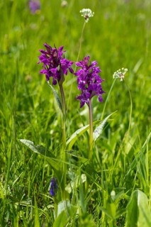 Western marsh orchid (Dactylorhiza majalis) in bloom on the Klengelwiese on the Geisingberg,