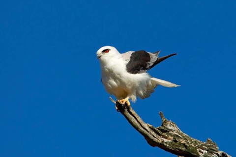 Black-shouldered Kite (Elanus axillaris), Victoria, Australia