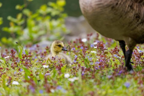 Canada goose (Branta canadensis), Germany