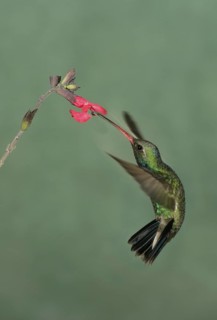 Broad-billed Hummingbird (Cynanthus latirostris), Arizona, USA