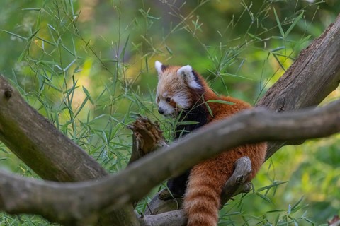 One red panda, Ailurus fulgens, sitting on a branch of a dead tree. Fresh green vegetation in the