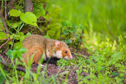 A European hamster (Cricetus cricetus), Eurasian hamster, black-bellied hamster or common hamster,
