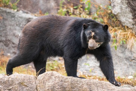 American black bear (Ursus americanus), walking on a rock, captive, Bavaria, Germany