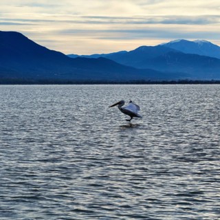 Single Dalmatian Pelican (Pelecanus crispus) landing, Lake Kerkini, Lake Kerkini, dawn, Central