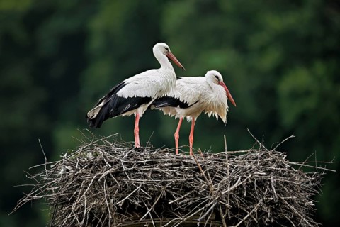 White storks (Ciconia ciconia), pair standing on eyrie, Canton Aargau, Switzerland