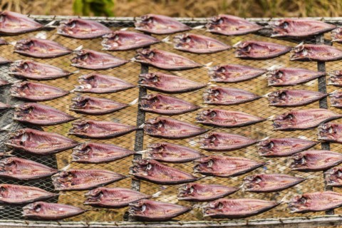 Mackerel drying in the sun, fish, drying, sun, tradition, traditional, dried, dried, salt, salted,