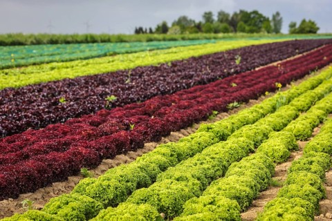 Soest, Sauerland, North Rhine-Westphalia, Germany - Vegetable cultivation, lettuce plants grow in