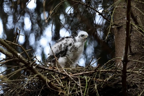 Eurasian Sparrowhawk (Accipiter nisus) juvenile in nest, North Rhine-Westphalia, Germany