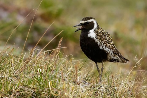 Pacific Golden Plover (Pluvialis fulva) perched on the tundra in Nome, Alaska