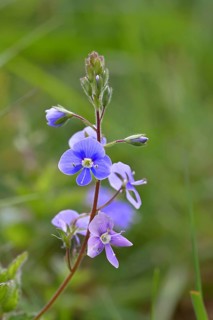 Gamander speedwell (Veronica chamaedrys), blue speedwell, flowers in a deciduous forest, blue