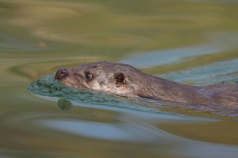 An otter glides calmly through the greenish shimmering water, Otter (Lutra lutra), Bavaria