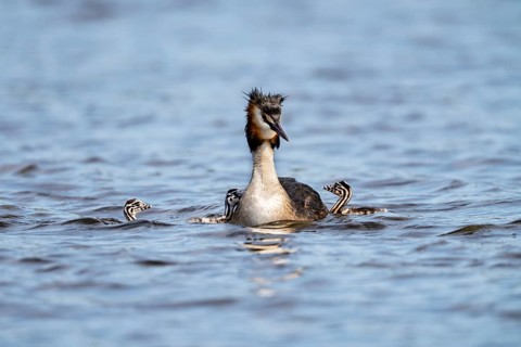 Great Crested Grebe (Podiceps Scalloped ribbonfish), with chicks, Vulkaneifel,