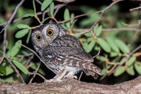 Whiskered Screech-Owl Otus trichopsis Madera Canyon, Santa Cruz County, Arizona, United States 17