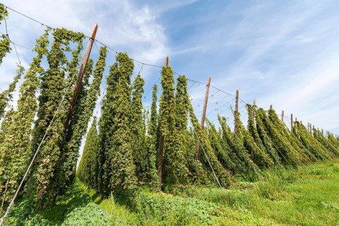 Hop field, hops (Humulus), Alsace, France