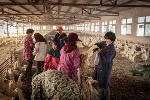 Ducks being vaccinated at the duck breeding centre Jiang Su Xiang Gui Breeding Co. Ltd, Xiang Shui