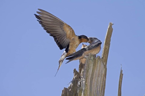 Barn Swallow (Hirundo rustica) feeding young, Washington, USA