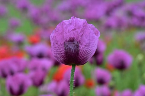 Field with poppies, red poppy (Papaver somniferum) and pink poppy, Bavaria, Germany