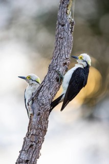 White woodpecker (Melanerpes candidus) Pantanal Brazil