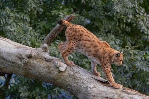 One Eurasian lynx, (Lynx lynx), walking down a fallen tree. Side view with green vegetation in the