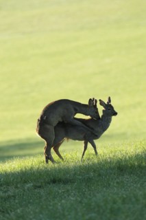 European roe deer (Capreolus capreolus) fawn in velvet and winter coat playfully mounting another