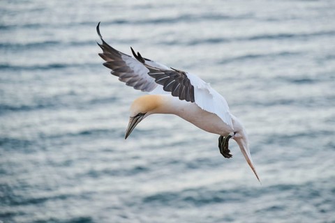 Northern gannet (Morus bassanus) flying over the sea, landing, wildlife, Helgoland, Germany
