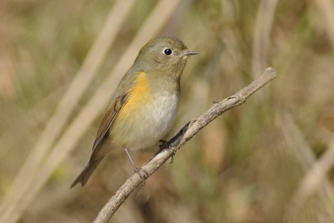 Red-flanked Bluetail (Tarsiger cyanurus), Poyang Lake, China