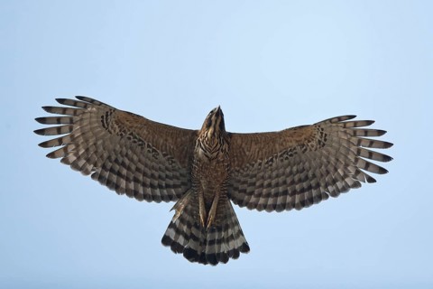 Mountain Hawk-Eagle (Nisaetus nipalensis nipalensis) flying, Punakha, Bhutan