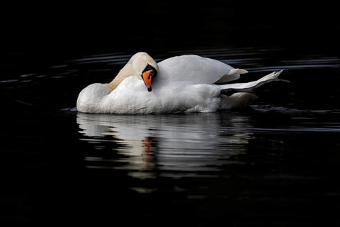Mute Swan (Cygnus olor), Baden-Wuerttemberg, Germany