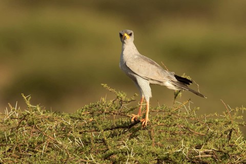 Dark Chanting Goshawk (Melierax metabates), Samburu, Kenya