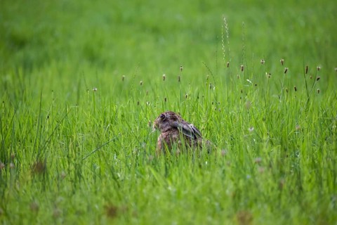 European hare (Lepus europaeus) in a meadow, Chiemgau, Bavaria, Germany