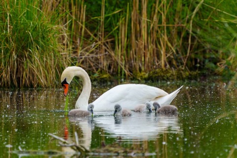A swan with chicks swimming calmly in the water of a pond surrounded by plants, Mute Swan, (cygnus