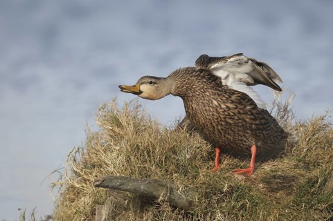 Mottled Duck (Anas fulvigula), Florida, USA
