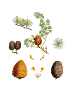 Himalayan cedar, Pinus deodara, Indian cedar, tree, digitally enhanced reproduction of an original