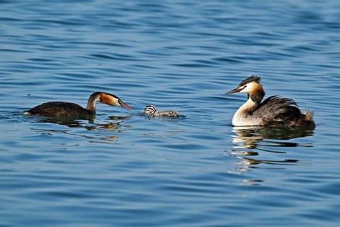 Great Crested Grebe (Podiceps Scalloped ribbonfish), pair feeding a chick with fish, swimming in