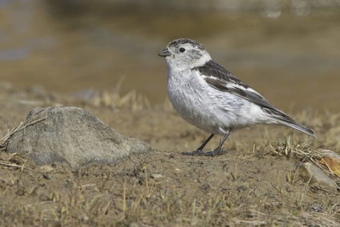 Snow Bunting (Plectrophenax nivalis), Manitoba, Canada