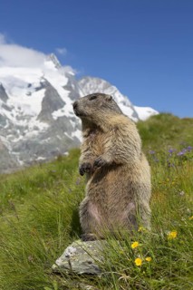Alpine marmot (Marmota marmota) standing in front of the snow covered mountain Grossglockner, Hohe
