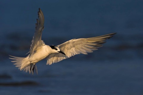 Sandwich Tern (Thalasseus sandvicensis) flying, Florida, USA