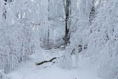 Forest path leads through trees thickly covered with snow and hoarfrost at Czorneboh, branches just