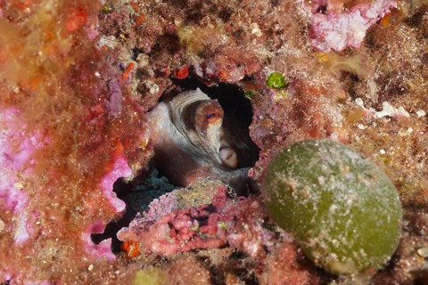 A Common Octopus (Octopus vulgaris) is hiding in a small hole in a colourful reef, at the Giens