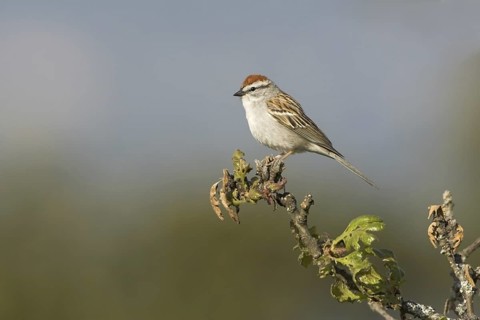 Chipping Sparrow (Spizella passerina), British Columbia, Canada