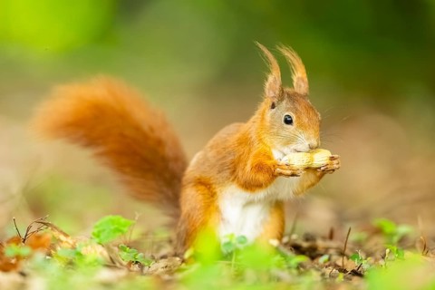 Red squirrel (Sciurus vulgaris) in a forest, Bavaria, Gernany