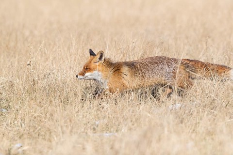 One red fox, Vulpes vulpes, running over a meadow with tall dry grass on a sunny day